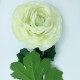 PACK DE 12 RAMOS DE RANUNCULO GIGANTE CON TACTO NATURAL 55 CM CON FLORES - BLANCO