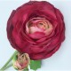 PACK DE 12 RAMOS DE RANUNCULO GIGANTE CON TACTO NATURAL 55 CM CON FLORES DE 12 CM EN COLOR FUCSIA