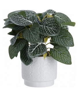 PLANT IN CERAMIC POT. SIZE POT 11X11X10CM. HEIGHT IN TOTAL INCLUDING PLANT: 28CM. WEIGHT 330GRAM. . EACH PIECE WITH BARCODE STIC