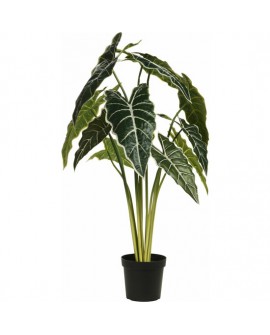 PLANTA ALOCASIA AMAZONICA 80CM