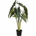 PLANTA ALOCASIA AMAZONICA 80CM