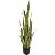 SANSEVIERIA  92CM