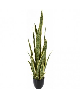 SANSEVIERIA  92CM