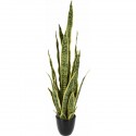 SANSEVIERIA  92CM